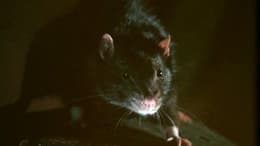 Willard