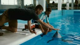 Dolphin Tale