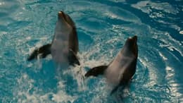 Dolphin Tale