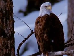 The National Parks: America's Best Idea