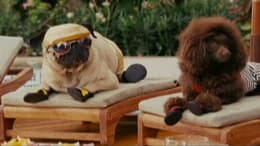 Beverly Hills Chihuahua