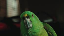A Bird of the Air
