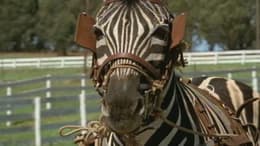Racing Stripes