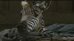 Racing Stripes