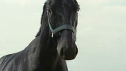 Racing Stripes