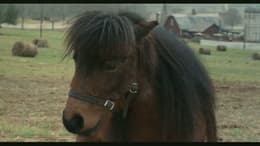 Racing Stripes