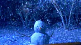 Snow Falls