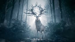 Shadow and Bone