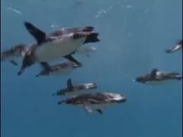 Wild Pacific
