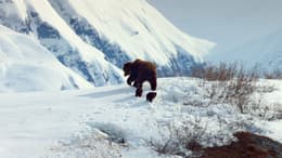 Bears