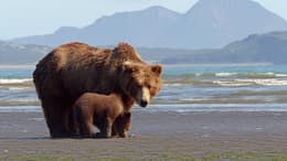 Bears