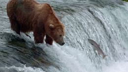 Bears