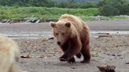 Bears