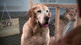A Dog Named Christmas