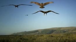 Birdemic: Shock and Terror