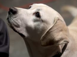 The Dog Who Saved Summer