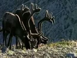 Being Caribou