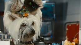Cats & Dogs: The Revenge of Kitty Galore