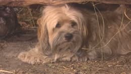 Benji: Off the Leash!
