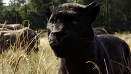 The Jungle Book