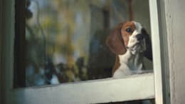 A Dog's Journey