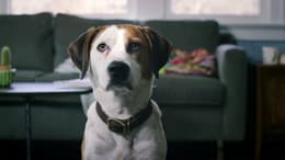Downward Dog