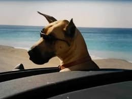 Marmaduke