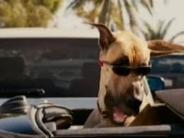 Marmaduke