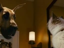 Marmaduke