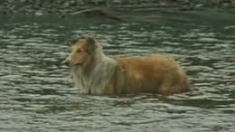 Lassie