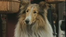 Lassie
