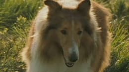 Lassie