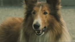 Lassie