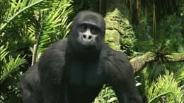 Tarzan