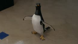 Mr. Popper's Penguins