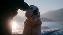 Dogs